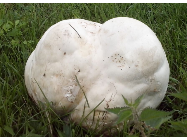 Мицелий Дождевика гигантского / Головач гигантский (Langermannia gigantea)
